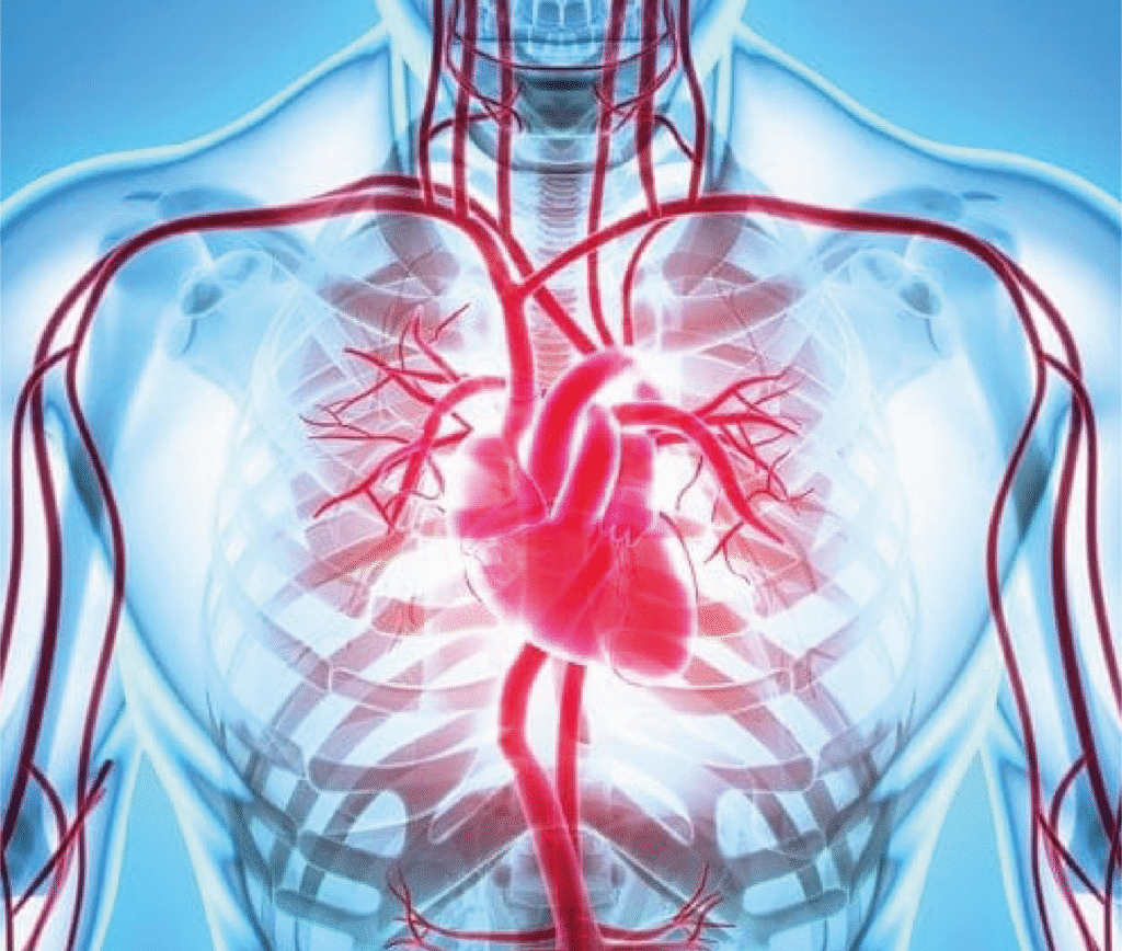 Diagnostic services - Electrophysiology